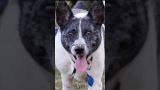 mysterious dog senses #trending #tiktok #youtube #youtubeshorts #reels #viral #shorts #like #short