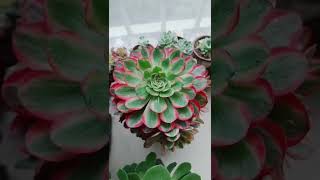 Satisfying Succulent Diy #51