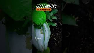 How Two Years Old UGU Plant was Nurtured  #ugu #farming