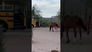 Wild horses Ride the Bus #horsevideo #wildanimals #majestichorses #viral #wildlife #horselife