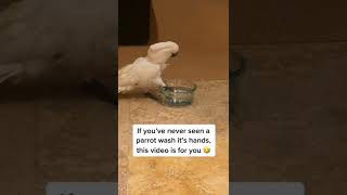 cute parrot funny video #shorts #youtubeshorts 8 Copy 2