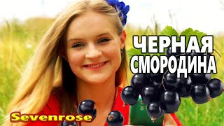 Черная смородина /Sevenrose/ Красивейшая Песня ! Хочется Слушать Вечно !