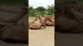 Camels enjoy in sand #تاريخ_الجمال #viralvideo