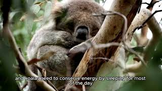 The Secret Life of Koalas and Their Role in Australia's Ecosystem