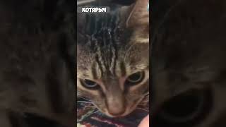 ПРИКОЛЫ С КОТАМИ и КОШКАМИ😹 СМЕШНЫЕ ЖИВОТНЫЕ😂😻👍 #1