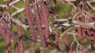 European black alder