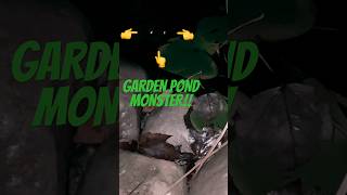 Garden Pond Monster!                  #viral #sctv #sistercatstv #garden #pond #monster #pondmonster