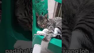 🐱 : berisik kali lah babuku #shorts #kitten #cat #kucing #videokucing #kucingviral #mujaer #catlover