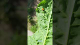 👀 Ladybug Pupa On Chard! #shorts