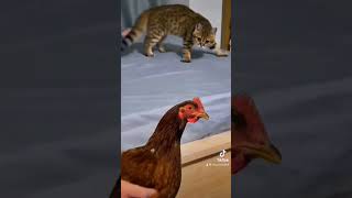 Chicken and cat 🤣🤣 #cat #funny #fyp