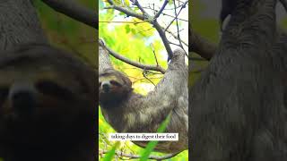 #shorts  Why Do Sloths Move So Slowly?