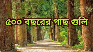 Jessore Road & Trees | ‌যশোর রোড ও গাছগুলি | Documentary