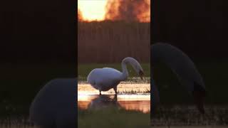 Swans In Body Of Water