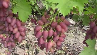 Сорт винограду "Кэтлин" - сезон 2022 # Grape variety "Ketlyn" - season 2022