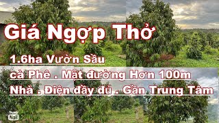 Bán 1.5 ha sầu riêng tiêu cafe nhà cửa điện nước đầy đủ gần mọi tiện ích