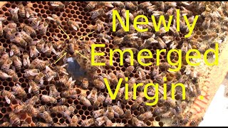 Honey bee mating swarm gone bad Part Two