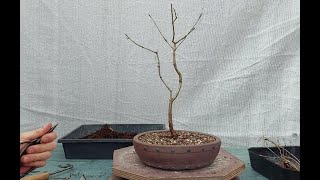 Royal oak bonsai 1