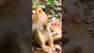 #monkey #babymonkey #monkeycry #newbabymonkey #newbornbaby #fbreel #facebook #short #shortvideos #Mo