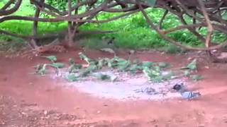 Feeding parrots at Lal Bagh, Bangalore