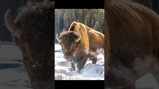 Mind-blowing facts about Bisons!