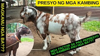 MAGKANU NGA BA ANG PRESYO NG KAMBING NGAYON/GOAT FARMING PHILIPPINES/GOAT VIDEOS/PRICE OF GOATS