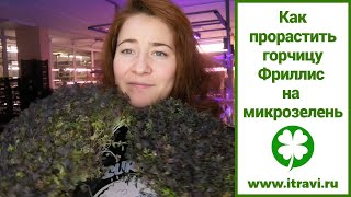 Как прорастить семена горчицы Фриллис на #микрозелень #ильинскиепроростки #ситиферма