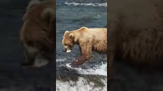 Grizzly Bear catching a Salmon on a Waterfall.