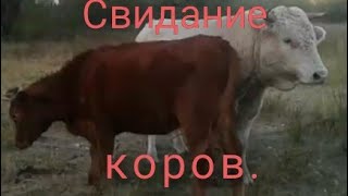 Свидание коров. Как это происходит.