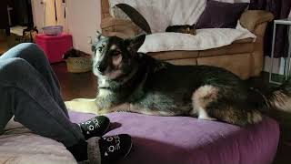 Dog's voice translated into English #talkingdog #husky #shepherd #shepsky #nola