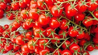 Planting everglades tomatoes and recycling at the same time.