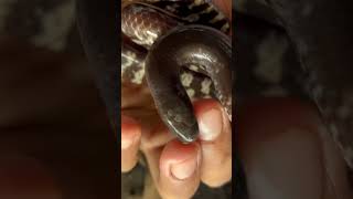 Nyari ular kepala dua #snake