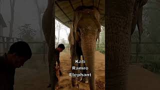 Half-Nepali kid meets elephants for the first time !!