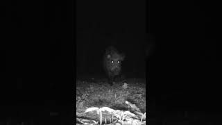 Wild boars with piglets #trailcam #funnyshorts #cuteanimals #wildanimals @giedragoeswild