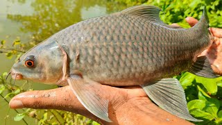 Cast Net fishing | Traditional Catching Fish With A Cast Net | Best cast net fishing video