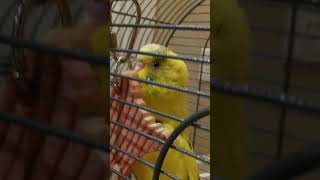 Funny Pet Parakeet Mad At His Toy! #shorts #funny #pets #parakeet #animals #toys #birds #comedy