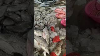 fresh and yummy fishes🥰🙏@jonathansascvlog #subscribe #amazing #viral #everyone