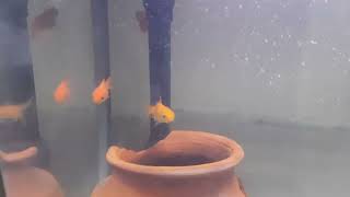 Beauty of Goldfish | UltraHD Aquarium Relaxing | Super beautiful goldfish #goldfish #fishtanksetup