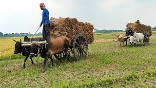 Stalled cart was picked up by another cow // Bullock Cart videos // Village Agriculture