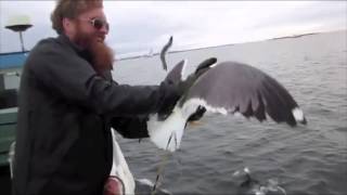 Dude catches bird in the AIR | YDL