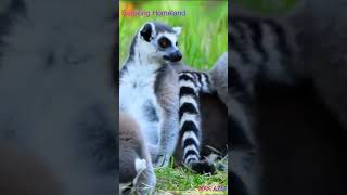 Lemurs : Allah Ki Qudrat ka Karishma #lemurs #shorts #naat #viralshorts #viralvideo #shortsvideo