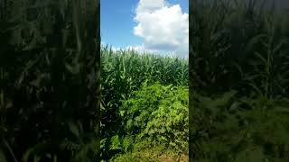 Baby corn for producture to Corn silage of Oriental Agri Corp.