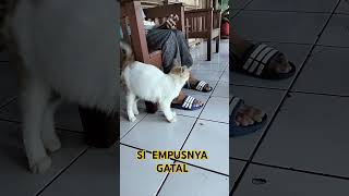 SI EMPUSNYA GATAL #dafsfamilychannel #kucinglucu #cutecat #catshorts #catlover #kucingsantuy #kucing