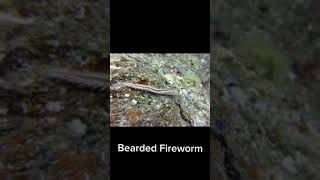 Have You Ever Seen a Bearded Fireworm Before? Here's one...#tiktok #shorts #animal #oceanlife