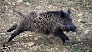 Tarlada Traktör Avı ATATEAM Wildboar Hunting