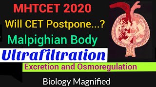 Will Cet postpone? | Excretion and Osmoregulation for MHTCET 2020 |Malpighian Body- Ultrafiltration