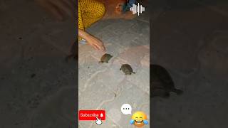 Sokakta minik kaplumbağalar bulduk #turtle#funny#cute#animals#keşfetbeniöneçıkar#keşfet#keşfet