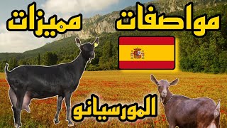 تعرف على سلالة ماعز المورسيانو 🐐 | المواصفات و المميزات 🇪🇸