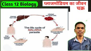 प्लाजमोडियम का जीवन चक्र(Life cycle of Plasmodium) Class12 Ncert Biology |#plsirchitrangi is live!