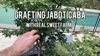 How to Graft Jaboticaba (plinia)! Complete Tutorial and Overview