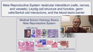 Male Reproduction- Testicular Interstitium, Leydig Cell Structure and Function